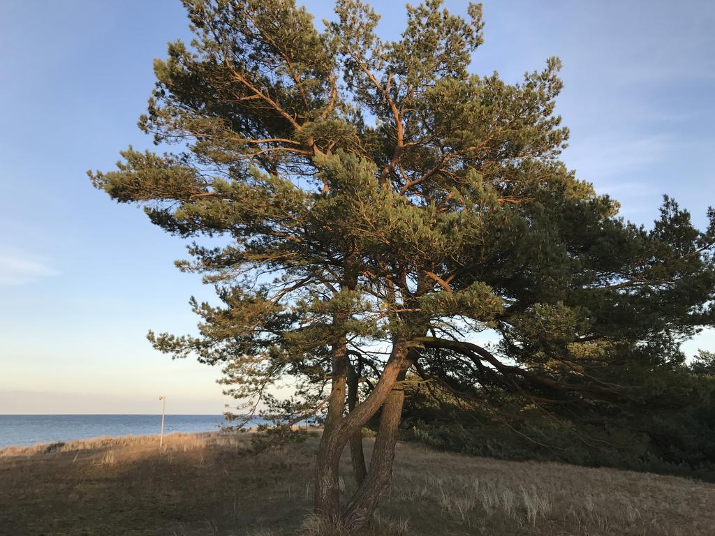 Zum Nordstrand Prerow Dış mekan fotoğraf