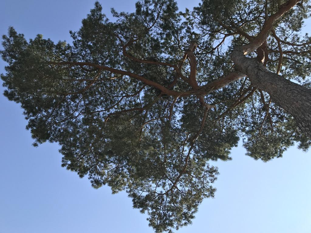 Zum Nordstrand Prerow Dış mekan fotoğraf